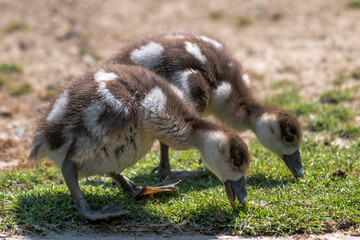 Fledgling of Egyptian Goose (Alopochen aegyptiaca)