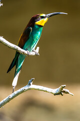Perching European bee-eater (Merops apiaster)