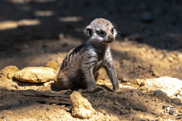 Young Meerkat or Suricate (Suricata suricatta)