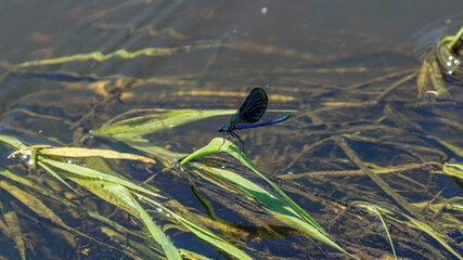 Blue color beautiful insect dragonfly