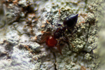 Hormiga