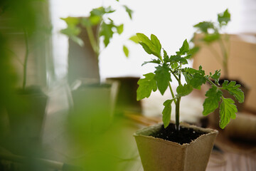 Green tomato seedling in peat pot on table, closeup