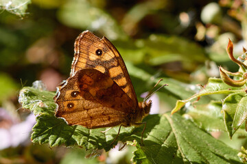 Fototapeta premium Mariposa