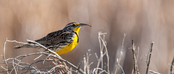 Meadow Lark in a field on a bush at Market Lake National wildlife refuge in Idaho in summer