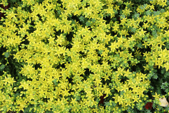 Yellow Nature Background Of Sedum Acre