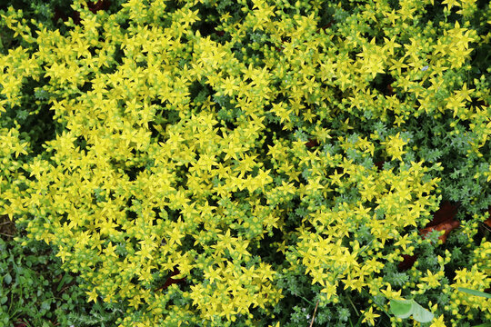 Yellow Nature Background Of Sedum Acre