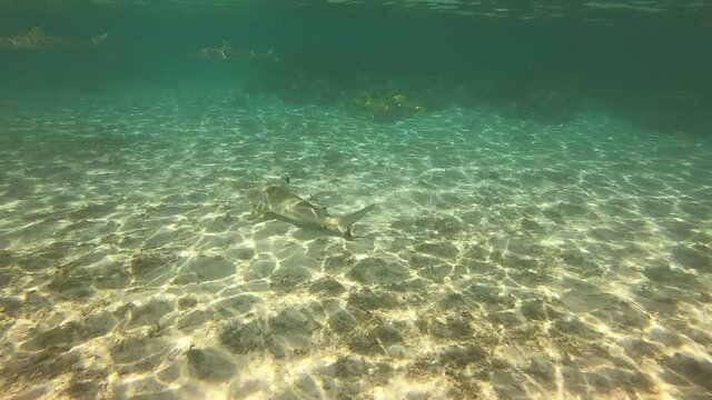 Requins de lagon &agrave; Taha'a, Polyn&eacute;sie fran&ccedil;aise