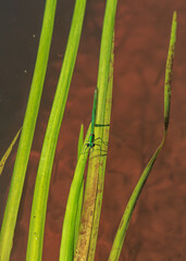 Green dragonfly on washed river tree