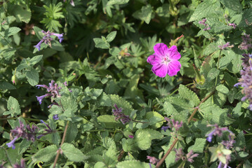 Obraz premium Schöne lila Blume im Park