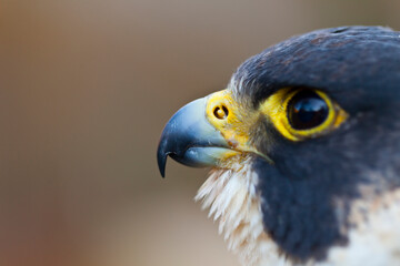 PEREGRINE FALCON (Falco peregrinus)