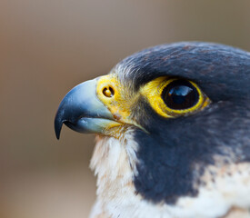 PEREGRINE FALCON (Falco peregrinus)