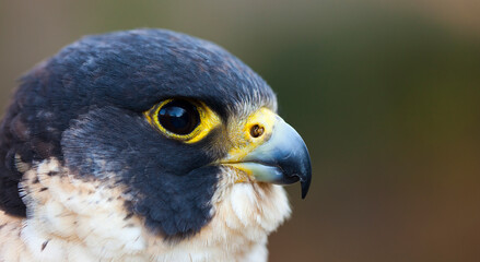 PEREGRINE FALCON (Falco peregrinus)
