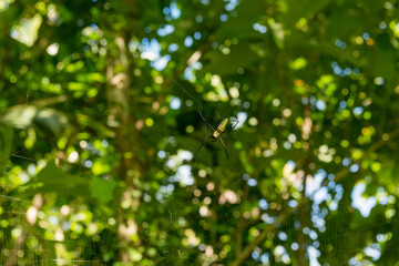 View of spiders at sacred Monkey Forest in Ubud