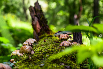 mushrooms in the forest