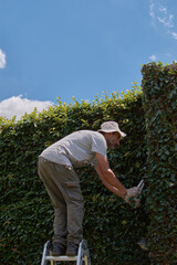 Man pruning a green wall