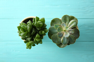 Different echeverias on light blue wooden table, flat lay. Beautiful succulent plants