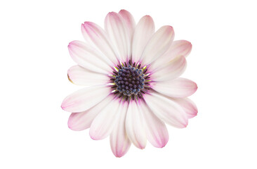 Osteospermum daisy flower isolated