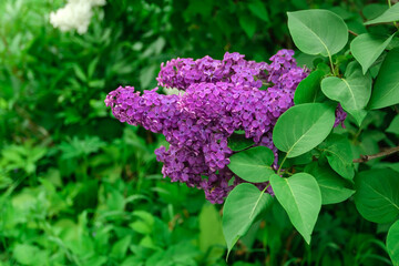 blooming purple lilac "Syringa vulgaris Andenken an Ludwig Spath" on green background in the garden