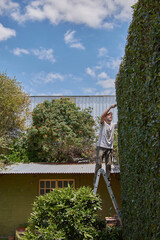 Man pruning a green wall