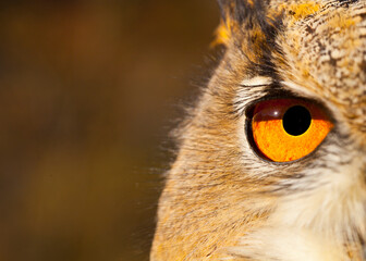 EURASIAN EAGLE OWL - BUHO REAL (Bubo bubo)