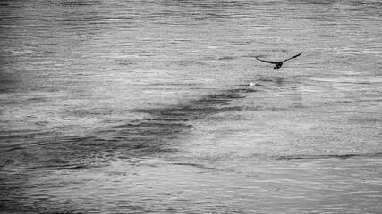 High angle shot of a bird flying over a lake in a rainy weather