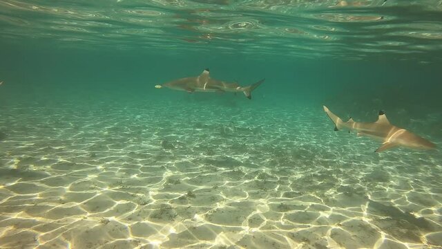Plong&eacute;e avec les requins de lagon &agrave; Taha'a, Polyn&eacute;sie fran&ccedil;aise