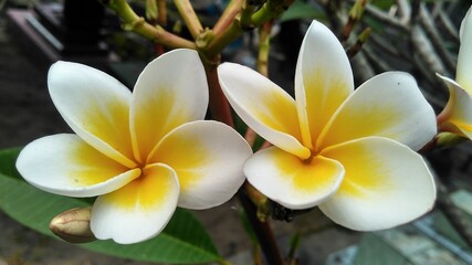 The beauty of the white frangipani flower 