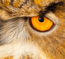EURASIAN EAGLE OWL - BUHO REAL (Bubo bubo)