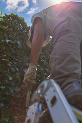 Man pruning a green wall