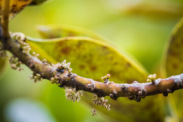 Imagem macro do tronco de uma planta com foco em primeiro plano e suas folhas desfocadas ao fundo.