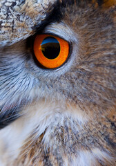 EURASIAN EAGLE OWL - BUHO REAL (Bubo bubo)