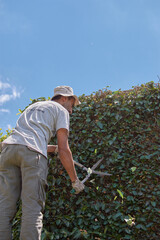 Man pruning a green wall