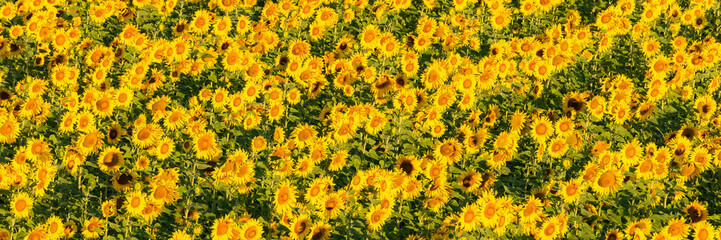 sunflowers field in full sun in Provence, yellow background
