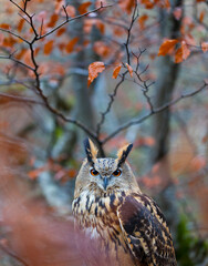 EURASIAN EAGLE OWL - BUHO REAL (Bubo bubo)