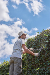 Man pruning a green wall