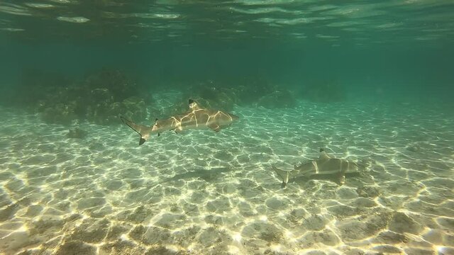 Requins de lagon &agrave; Taha'a, Polyn&eacute;sie fran&ccedil;aise
