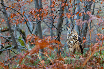 EURASIAN EAGLE OWL - BUHO REAL (Bubo bubo)