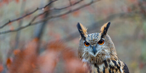 EURASIAN EAGLE OWL - BUHO REAL (Bubo bubo)