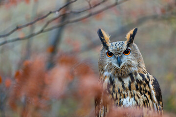 EURASIAN EAGLE OWL - BUHO REAL (Bubo bubo)