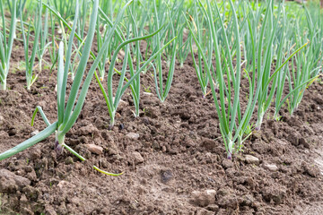 Garden bed with growing onions in farm, gardening and farming concept., closeup view.