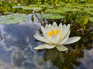 white water lily © Vivi