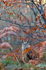 EURASIAN EAGLE OWL - BUHO REAL (Bubo bubo)