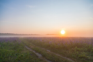 Sunset or dawn on field with green grass and lupins in the fog. Country landscape. Countryside concept.