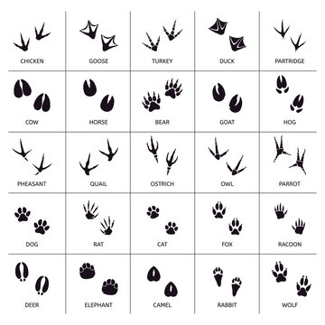 Animals Foot Marks. Animal Footprint, Animals Paw Silhouettes, Bear, Cat, Wolf And Rabbit Footprint Steps Vector Illustration Set. Print Animal Track, Footprint Goose And Turkey, Partridge And Cow