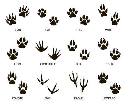 Predator footprint. Wild animals paw prints, cat, bear, tiger, fox and wolf footprints, predators foot marks silhouette vector illustration set. Mammal footprint, print animal, danger predator