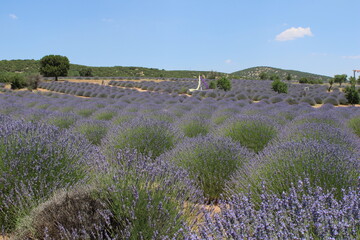 Lavander, garden,
landscape
