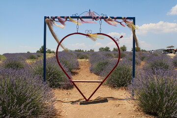 Lavander, garden,
landscape