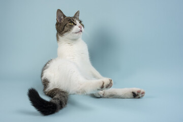 A young relaxed cat poses for a photo
