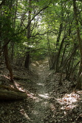 京都桂＆御所20150511