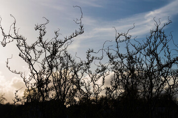 curly tree on sky background